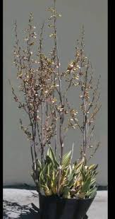 Image result for Eulophia livingstoneana