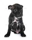 Staffordshire Bull Terrier - Wikipedia