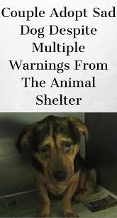 During 2016, 508 animals were rescued, 15 animals returned to owner, 312 animals provided shelter, 458 animals adopted, and 1 animal euthanized. Pin On Must Read