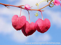 Resultado de imagen para imagenes bonitas