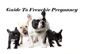 Quick Handy Guide To French Bulldog Pregnancy Ourfrenchie