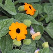 Image result for Thunbergia stelligera