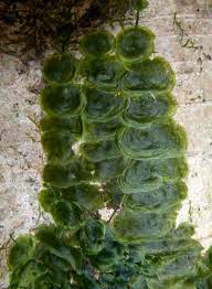 Image result for Didymoglossum erosum