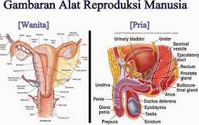 Alat Reproduksi Manusia Beserta Fungsinya
