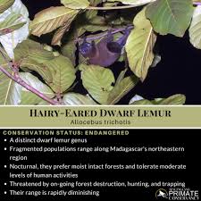 Image result for Allophylus tanzaniensis