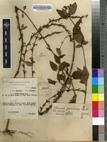 Image result for Otomeria