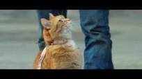 Like and share our website to support us. A Street Cat Named Bob Movie Showtimes Review Songs Trailer Posters News Videos Etimes