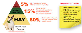 My rabbit is eating leaves of japanese radish which has grown up so long by water culture. Healthy Diet Bunny Wonderland