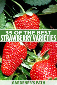 They do of course eat grass along with leaves, shoots of trees and woody plants. 35 Of The Best Strawberry Varieties For Home Gardeners Gardener S Path