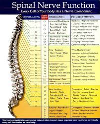 Pin Auf Pinched Nerve In Lower Back