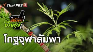 เมื่อวันที่ 1 ส.ค.เพจเฟซบุ๊ก biothai ได้โพสต์ข้อความว่า คณะนักวิจัย 7 คน นำโดย m s nai จาก columbia university และ university of washington พบโกฐจุฬาลัมพา สมุนไพรที่หมอพื้นบ้านไทย. à¹‚à¸à¸à¸ˆ à¸¬à¸²à¸¥ à¸¡à¸žà¸² à¸  à¸•à¸•à¸²à¸„à¸²à¸£à¸š à¸²à¸™à¸— à¸‡ 9 à¸¡ à¸„ 64 Youtube