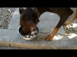 Dunyanin En Hizli Yemek Yiyen Kopegi Youtube