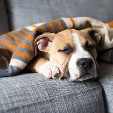 Nicht vergossene und hypoallergene hunde scheinen beliebter denn je zu sein. Hunderassen Die Nicht Haaren Rassenubersicht Tierisch Wohnen