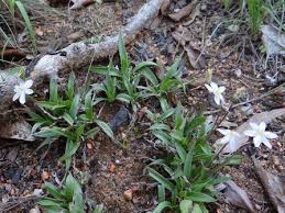 Image result for Xerophyta humilis