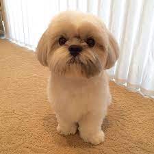 Shih Tzu Daily Know These Things If You Plan To Own A Cute Shih Tzu Shih Tzu Haircuts Shih Tzu Grooming Shih Tzu Puppy