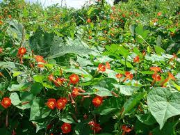 Ipomoea Rubriflora Red Morning Glory World Of Flowering Plants Garden Vines Planting Flowers Vines