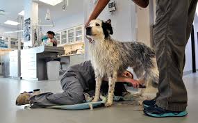 Caring for animals since 1981. New Hospital Offers Health Care For All Albuquerque Journal