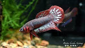 Image result for Psydrax livida