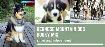 But before you run to your local breeder or rescue, it's important to know what you can expect from this remarkable. Bernese Mountain Dog Husky Mix Smart And Independent Bernese Love