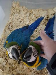 Fertile Bird Eggs For Sale Uk Blue And Gold Macaw Babies For Sale And We Can Also Deliver World Wide By Using Reliable Pet Shipping Agency Our Main Blue Gold Macaw Blue Macaw Macaw Parrot