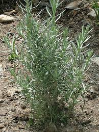 Image result for Ocimum angustifolium