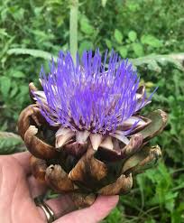 Image result for Marquesia acuminata