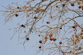 Image result for Strychnos henningsii