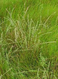Image result for Elytrophorus spicatus
