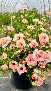 Image result for Ranunculus