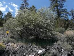 Learn how to grow it now. Drought Tolerant Hedges Wind Breaks And Screens With California Native Plants