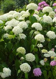 We therefore recommend a thick layer of shredded this wee white hydrangea variety is a great choice for any landscaping project. 9 Frequent Hydrangea Questions Answered