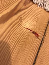 Hallo, ich habe einmal eine frage. Katze Hinterlasst Blut Und Schleim Am Boden Was Kann Das Sein Gesundheit Und Medizin Katzengesundheit