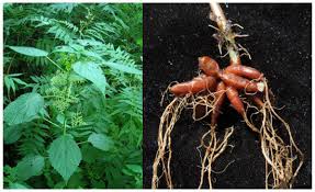 Image result for Laportea alatipes