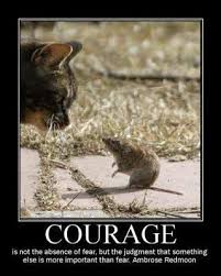 Courage Cute Animals Cute Animal Photos Animals