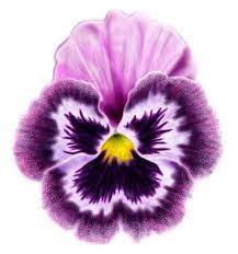 Create You Pansy Pansies Flowers Flower Painting Floral Painting