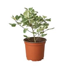 Image result for Ficus variifolia