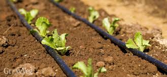 Listen in below to the full podcast, episode #188 best way to water vegetable garden to increase harvest & eliminate disease, of the pioneering today podcast, where we don't just inspire you, but give you the clear steps to create the homegrown garden, pantry, kitchen and life you want for your family and homestead. 10 Smart Watering Tips For Your Vegetable Garden