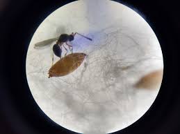 Image result for Trichopteryx marungensis