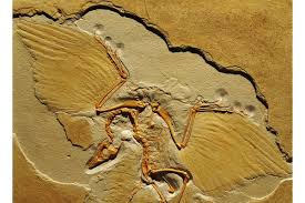 We were unable to load disqus. Dating Dinosaurs And Other Fossils The Australian Museum