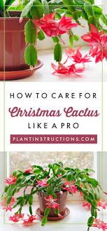 How To Care For Christmas Cactus Christmasflowers In 2020 Christmas Cactus Plant Christmas Cactus Care Cactus Care
