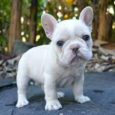 Pin On French Bulldog Snow