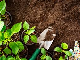 Garden centers are good sources of supplies and information. Information On When To Plant Your Vegetable Garden