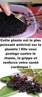 Cette Plante Est Le Plus Puissant Antiviral Sur La Planete Elle Vous Protege Contre Le Rhume La Grippe Et Renforce Food Cures Health And Nutrition Nutrition