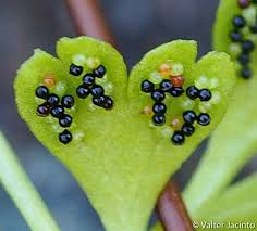 Image result for Samanea leptophylla