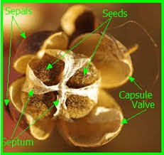 Image result for Meiosperma bracteatum