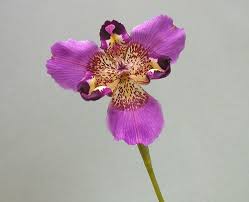 Image result for Emiliella drummondii