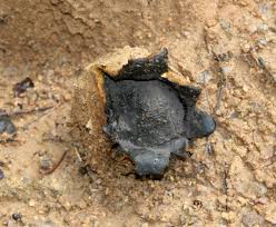 Image result for Scleroderma polyrhizon