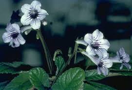 Image result for Streptocarpus erubescens