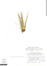 Image result for Eleocharis atropurpurea