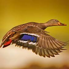 14 Dapper Duck Breeds Mother Earth News